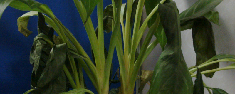 植物枯萎了如何补救（植物枯萎了如何补救它）