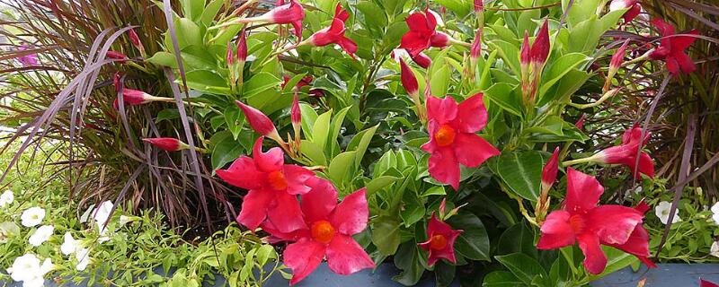 双腺藤与飘香藤的区别 双线藤和飘香藤