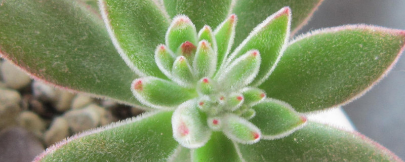 锦晃星叶片化水怎么办（锦晃星叶子能喷水吗）