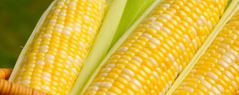 须根系植物有哪些 须根系植物有哪些中药