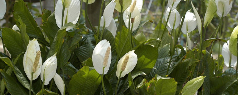 白鹤芋如何修剪（白鹤芋修剪后还能发吗）