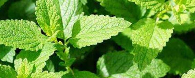 如何分辨薄荷（如何分辨薄荷叶）