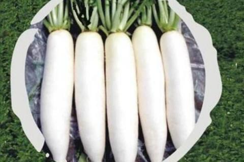 种白萝卜的正确方法