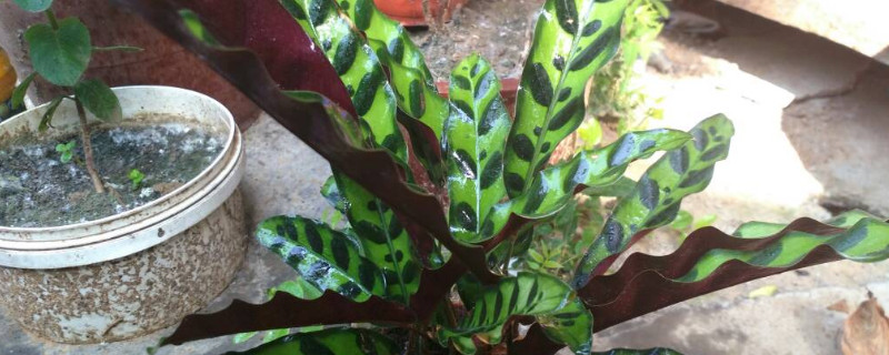 猫眼竹芋长不高怎么办（猫眼竹芋叶子长不大）