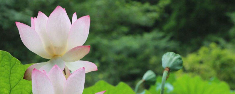 北方冬季怎么养碗莲（北方碗莲怎么过冬）