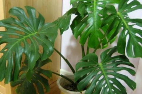 净化空气的植物室内花