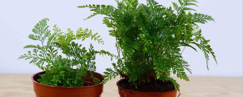 狼尾蕨叶尖发黄（狼尾蕨叶尖发黄怎么办）