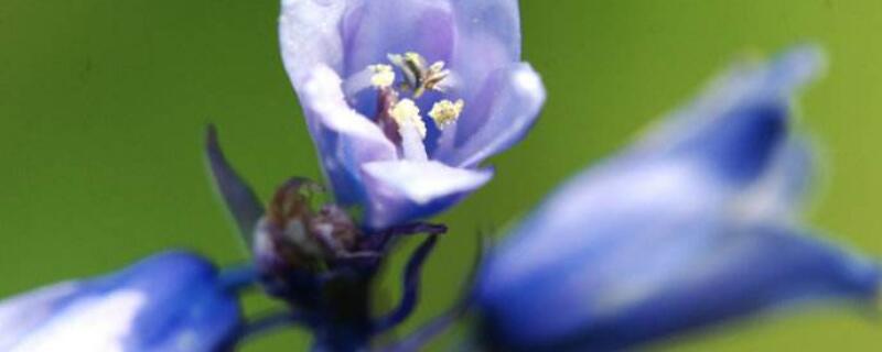 蓝风铃花保存方法（蓝风铃花保存方法视频）