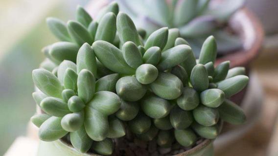 千代田之松怎么爆盆