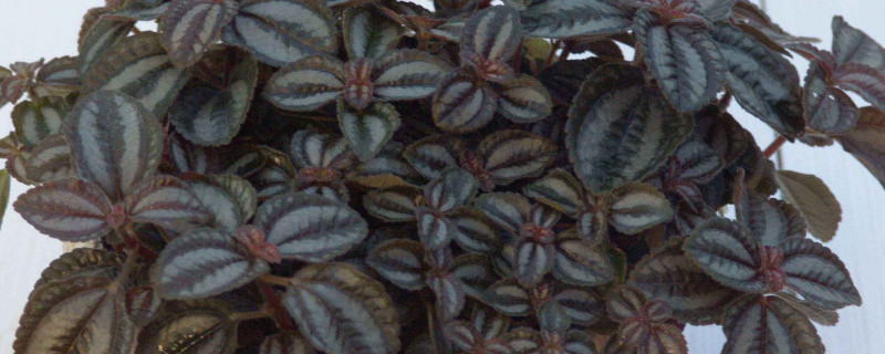 红边椒草怎么修剪 红边椒草怎么修剪枝条