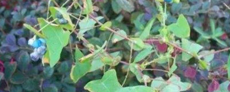 犁头草有几种 紫花地丁与犁头草区别图片