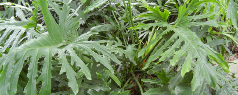 蔓绿绒用什么肥料 蔓绿绒用什么肥料使叶子变大