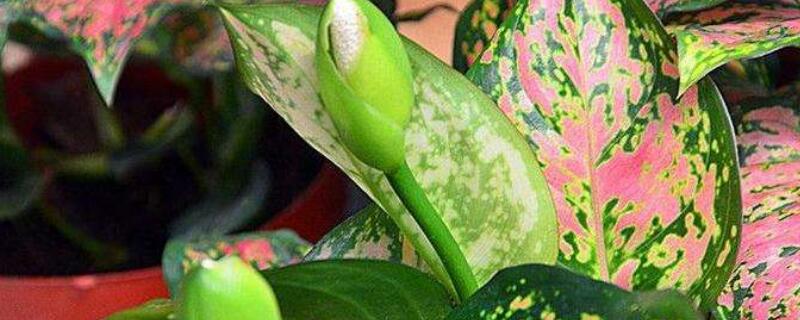 如意皇后如何移盆（如意皇后如何移盆换盆）