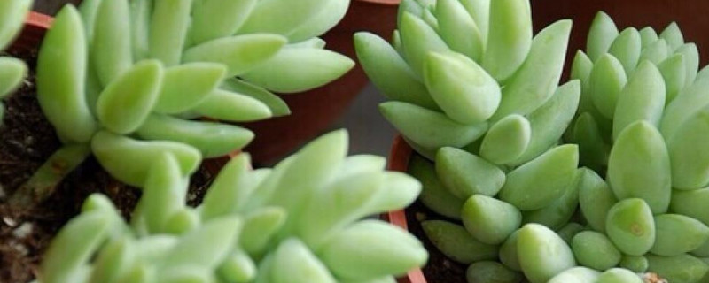 玉缀怎么换盆 玉缀怎么换盆好看