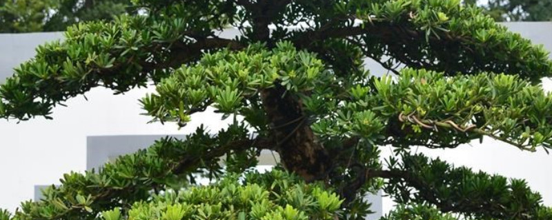 罗汉松老枝扦插方法（罗汉松老枝扦插方法图片）