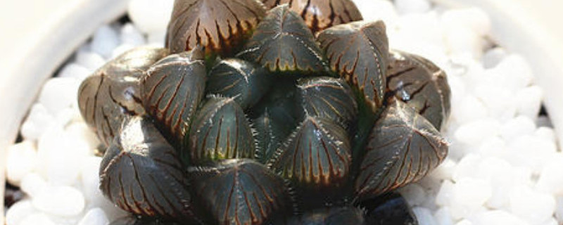 黑肌玉露怎么养 黑肌玉露养殖注意事项