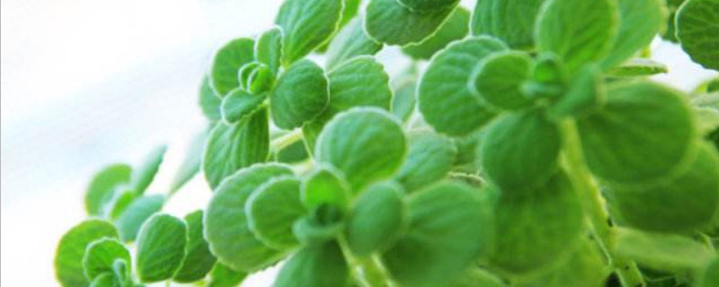 喷喷香怎么繁殖 喷喷香怎么移植