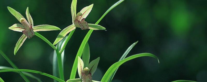建兰跟大花蕙兰的区别（建兰跟大花蕙兰的区别）