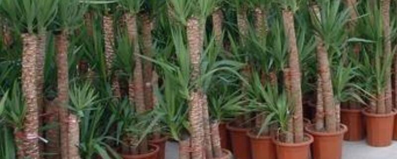 荷兰铁和龙血树的区别（荷兰铁和龙血树的区别在哪）