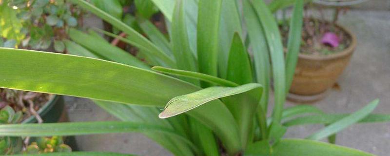 怎么使朱顶红的叶子变短（怎么使朱顶红的叶子变短一点）