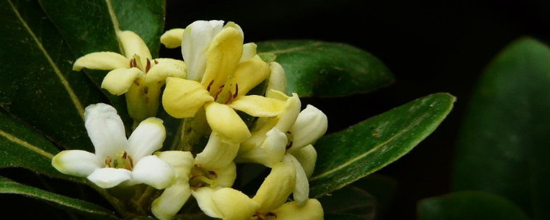 海桐树怎么养 海桐树养殖方法