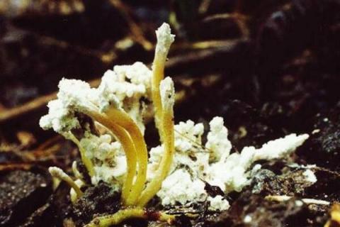 蝉花和金蝉花区别