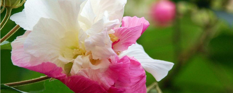 盆栽芙蓉花怎样繁殖（盆栽芙蓉花怎样繁殖扦插的视频）