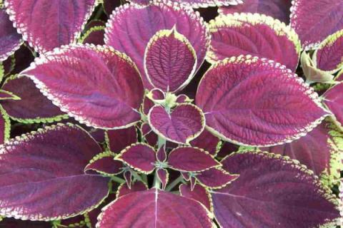 如何修剪老来俏