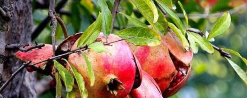 石榴老枝几月份扦插(石榴老枝扦插时间和方法)