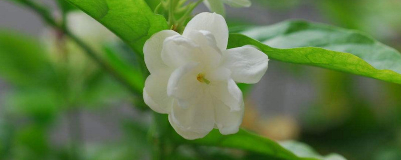 水晶茉莉怎么繁殖 水晶茉莉怎么繁殖视频