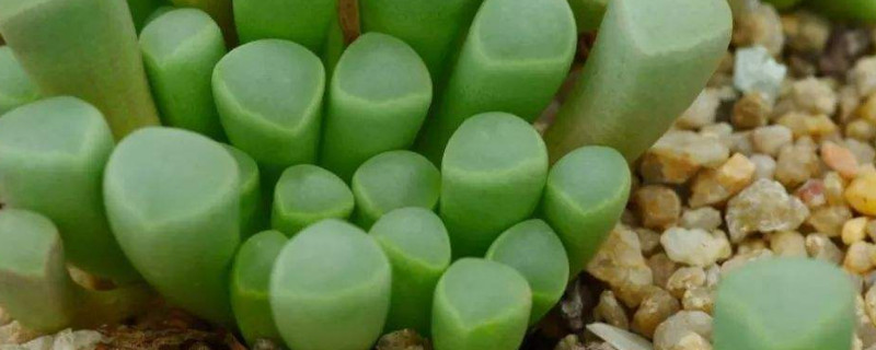 小米星和钱串的区别 小米星和钱串子的区别