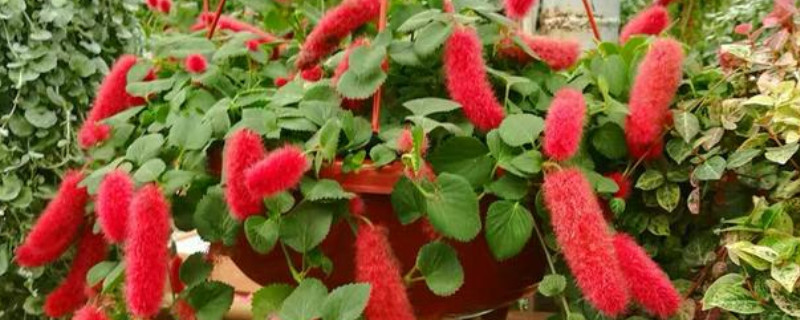 狗尾红和猫尾红区别 狗尾红和猫尾红区别在哪