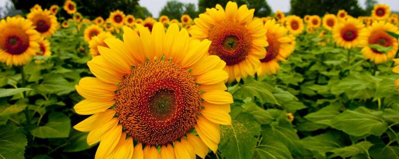 向日葵一般送什么人（向日葵送什么人的）