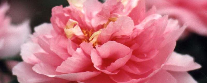 中国的国花是什么 中国的国花是什么花图片