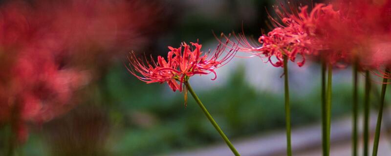 石蒜是不是曼珠沙华（石蒜是不是曼珠沙华的花）