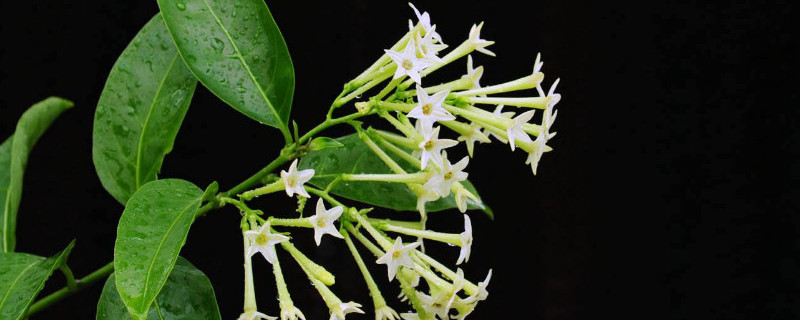 夜来香用什么肥料（夜来香用什么肥料好）
