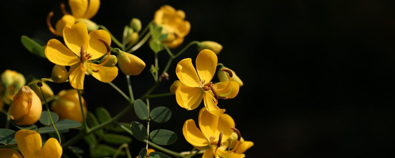 黄槐决明与黄槐的区别 黄槐和黄槐决明