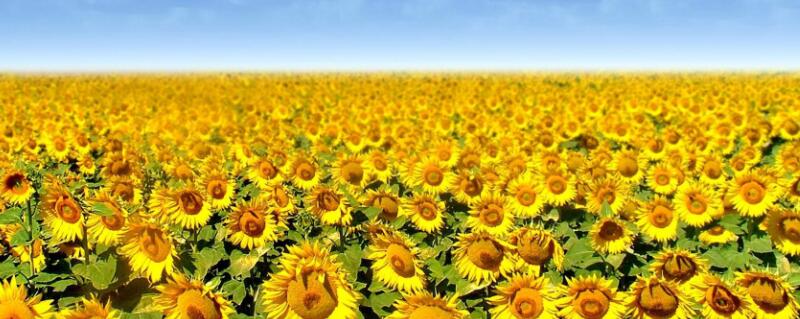 不怕晒的花（10种不怕太阳晒的盆栽绿植）