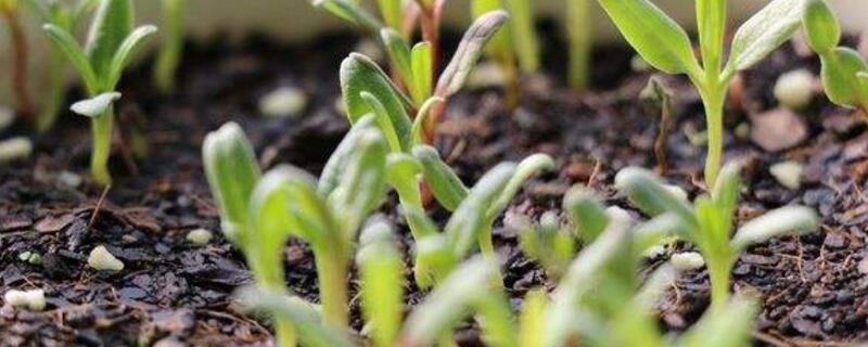 满天星小苗是什么样子（满天星的小苗是怎么样的）