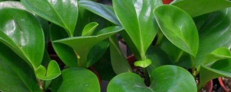 圆叶椒草能净化空气吗 圆叶椒草能净化空气吗视频