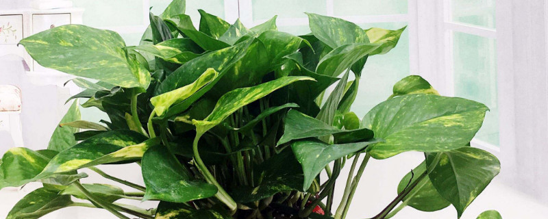 适合室内养的水生植物 适合室内养的水生植物花卉