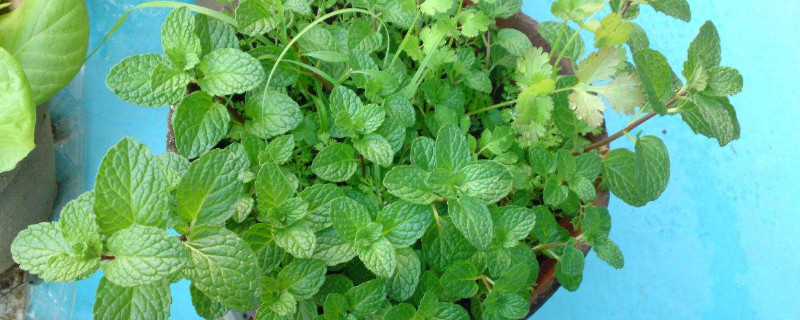 留香兰和薄荷的区别（留兰香薄荷和食用薄荷的区别）
