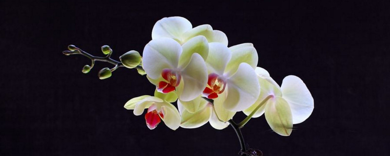 适合室内养的花 适合室内养的花卉