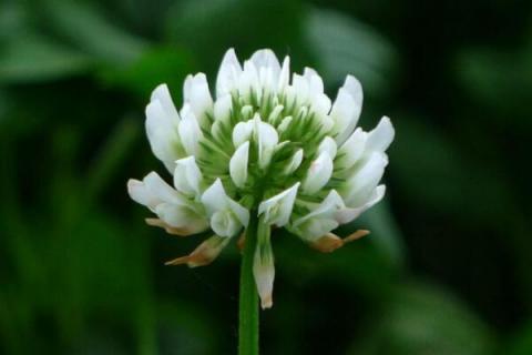 白车轴草的功效