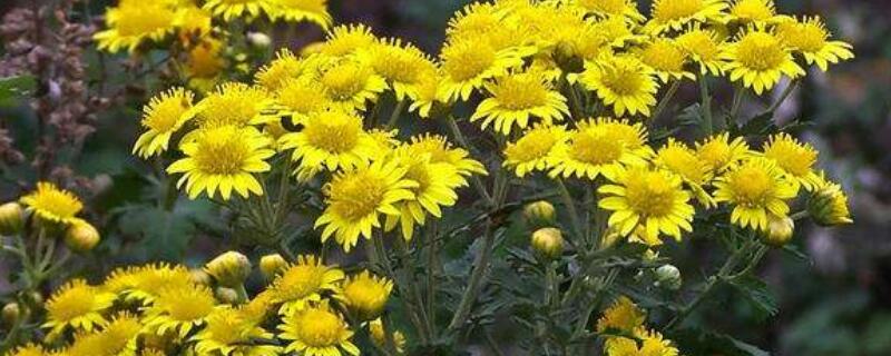 野菊花怎么保存 野菊花怎么保存不发霉