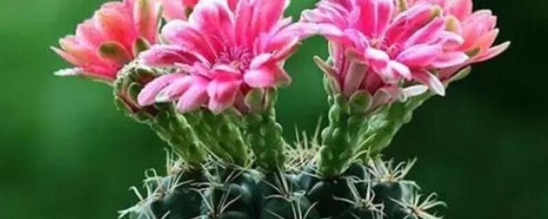 绯花玉干瘪萎缩怎么办 绯花玉根部发软干瘪怎么办