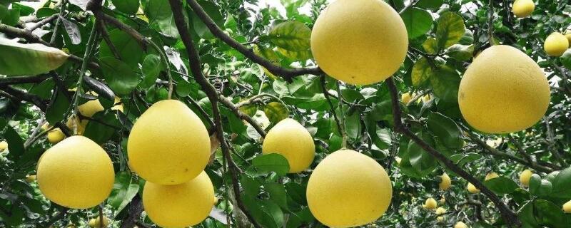文旦和柚子的区别 文旦柚是哪里的特产