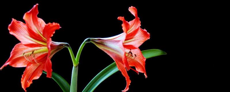 对对红叶子太长怎么办 对对红叶子发黄怎么办?