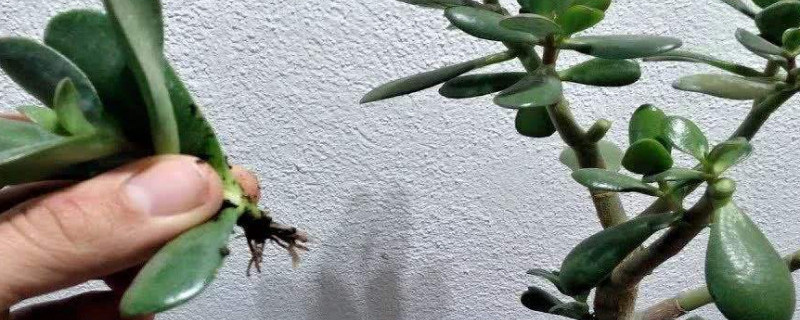 玉树怎么水培发根 玉树能水培根系吗