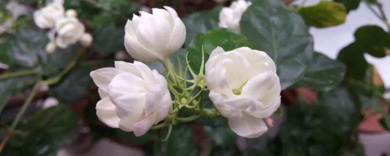 草木灰哪些植物不能用（草木灰用量多了会烧根吗）